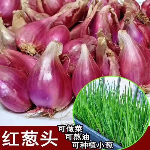 新鲜红葱头批发正宗农家