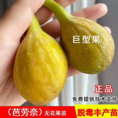 芭劳奈无花果树苗特大巴糖心