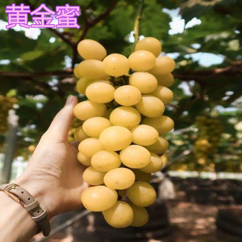黄金蜜葡萄树苖贝达砧木南方种植盆栽北方品种嫁接葡萄苗当年结果