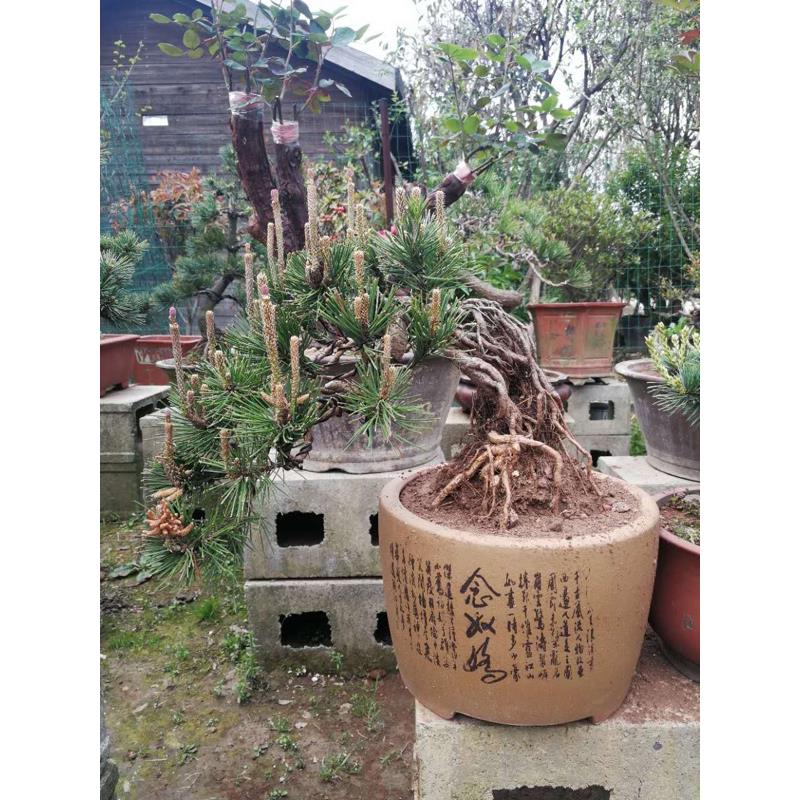 提根黑松 日本松 盆景 盆栽 带盆发货 包邮