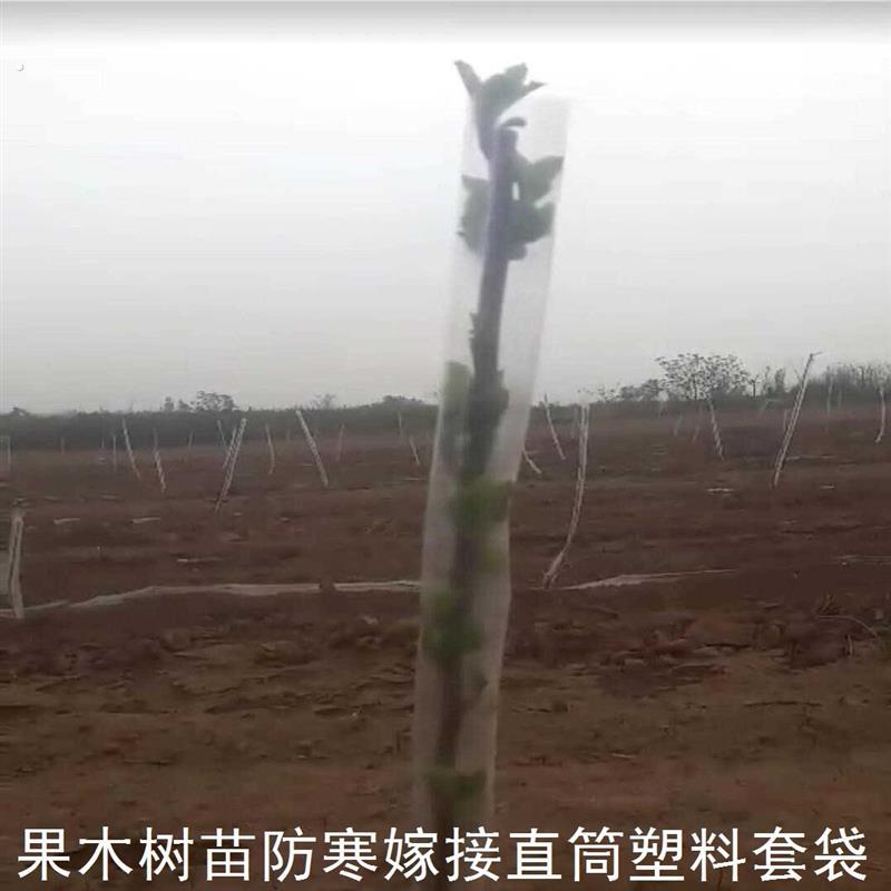 直筒袋子小树苗防冻套袋果木防寒防风嫁接套袋直筒袋塑料发批定制