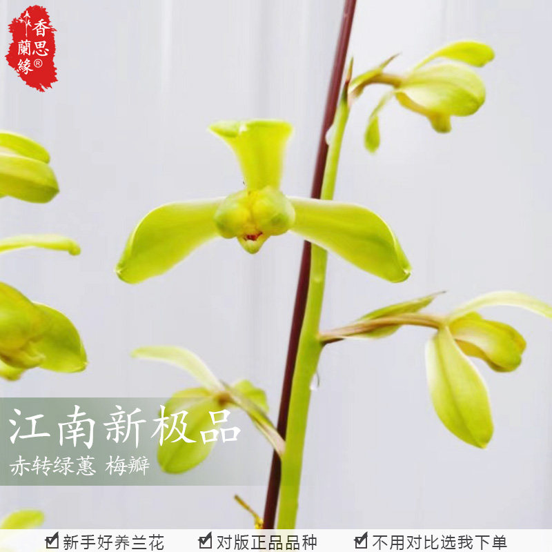 香思兰缘蕙兰江南新极品一字肩赤转绿梅瓣新八种浓香细叶兰花苗
