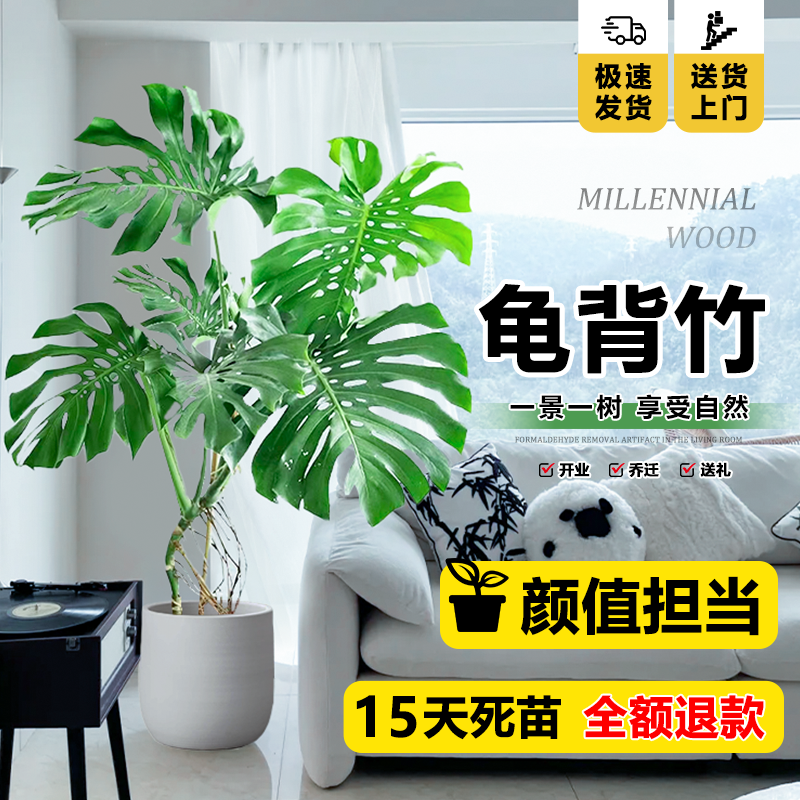 网红花卉老桩大型绿植室内落地