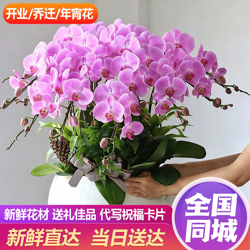 蝴蝶兰盆栽同城1小时达达