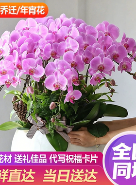 蝴蝶兰盆栽同城1小时达达