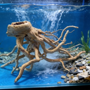 一物一拍所见即所得雨林缸南美 杜鹃根40缸60缸定制造景章鱼一只