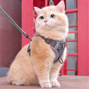 猫咪牵引绳防挣脱外出专用溜猫绳宠物背带链子可调节网红遛猫神器