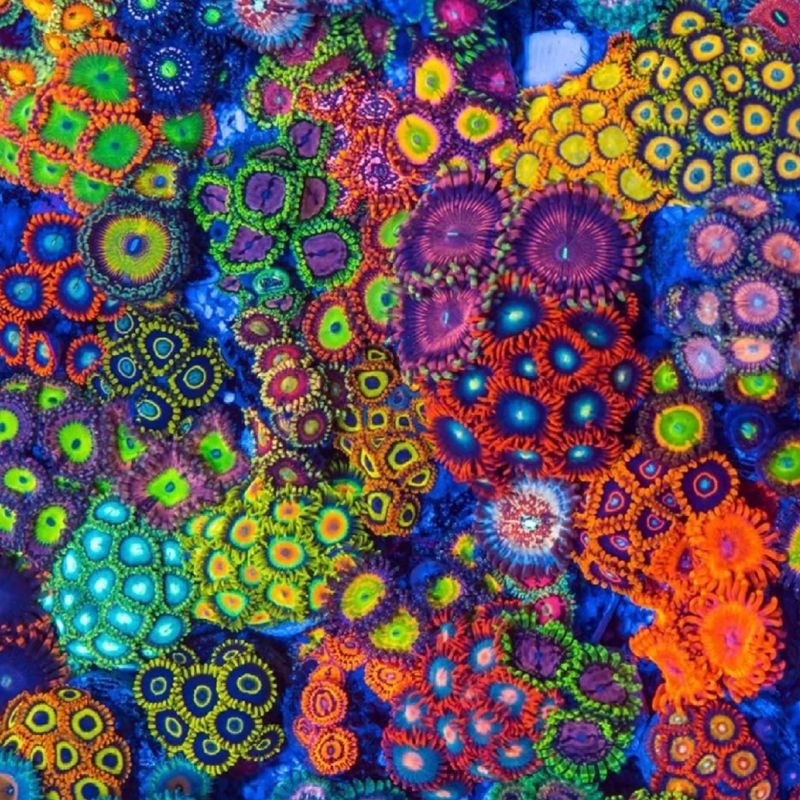 幻彩纽扣拼盘珊瑚活物体新手试水海水鱼缸观赏鱼小丑鱼非海葵