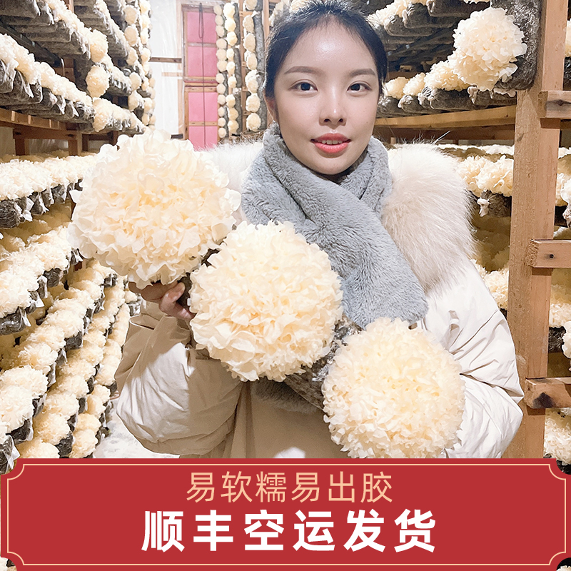 咪儿小厨6朵新鲜银耳盒装古田农家白木耳活雪耳湿糯耳非干货 顺丰