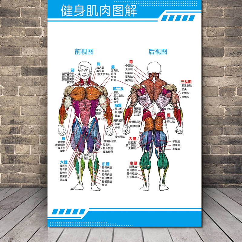 健身房肌肉图解海报墙贴人体