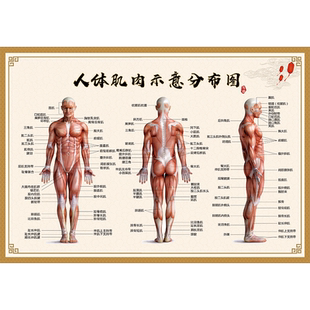 人体肌肉解剖挂图全身器官内脏结构图骨骼分布图穴位病症对照图hb