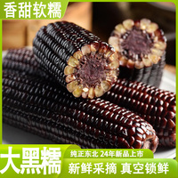 東北黑糯玉米米鮮食玉米2024新