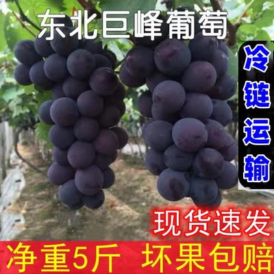 顺丰包邮东北巨峰葡萄5斤