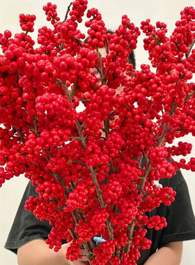 进口北美冬青鲜花切枝发财红果新年客厅水培年宵喜庆花卉云南盆栽