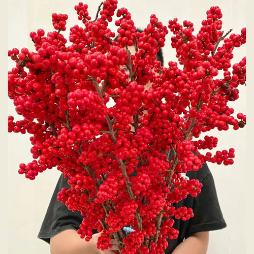 进口北美冬青鲜花切枝