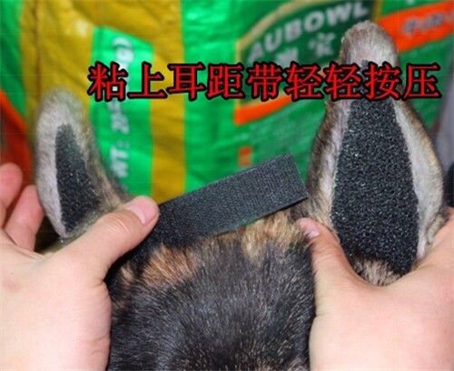 狗耳朵立耳器马犬素材模板 狗耳朵立耳器马犬图片下载 小麦优选
