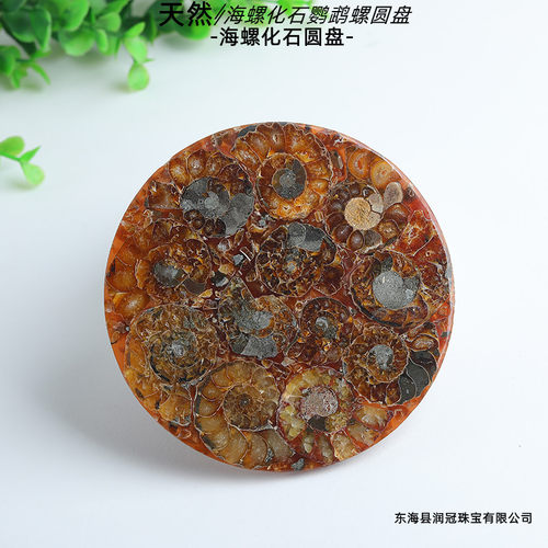跨境热销马达加斯加海螺化石鹦鹉螺圆盘家居标本摆件菊化石装饰品