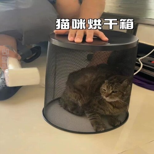 猫咪烘干箱宠物狗狗洗澡专用吹干神器小型犬吹风机吹水烘干垃圾桶