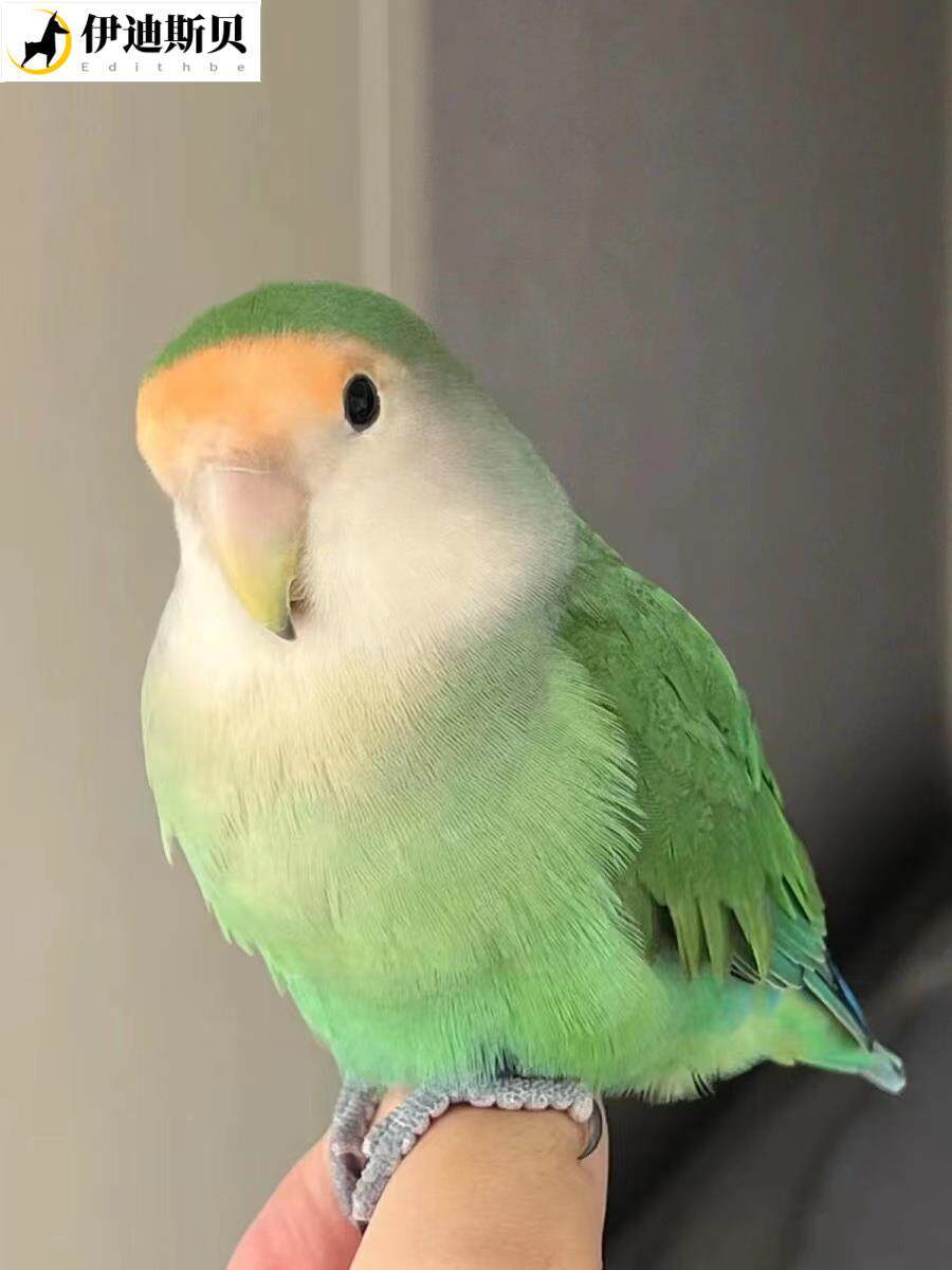 大头鹦鹉活鸟牡丹黄桃紫兰玄凤半毛虎皮手养亲人幼雏宠物鸟