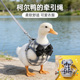 柯尔鸭衣服带牵引绳外出神器宠物公母鸡小鸭子穿 饰用品绳 可爱装