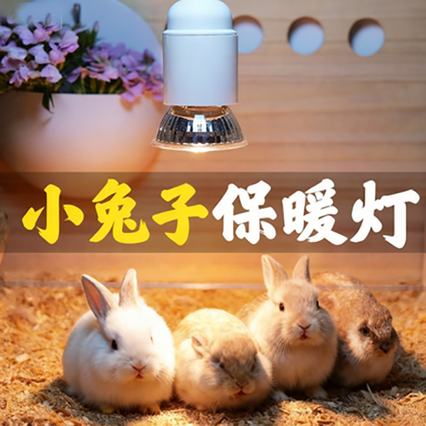 荷兰猪花枝鼠仓鼠刺猬专用暖灯