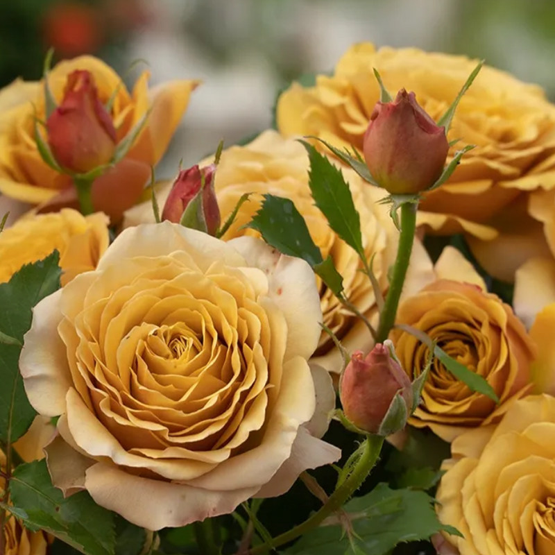 小橘家  朱丽叶黑巴克巴比伦系列伊芙切花胭脂扣真宙庭院耐热耐寒