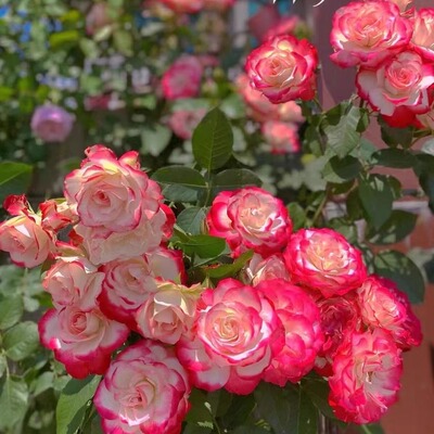 摩纳哥公爵月季   【2加仑】