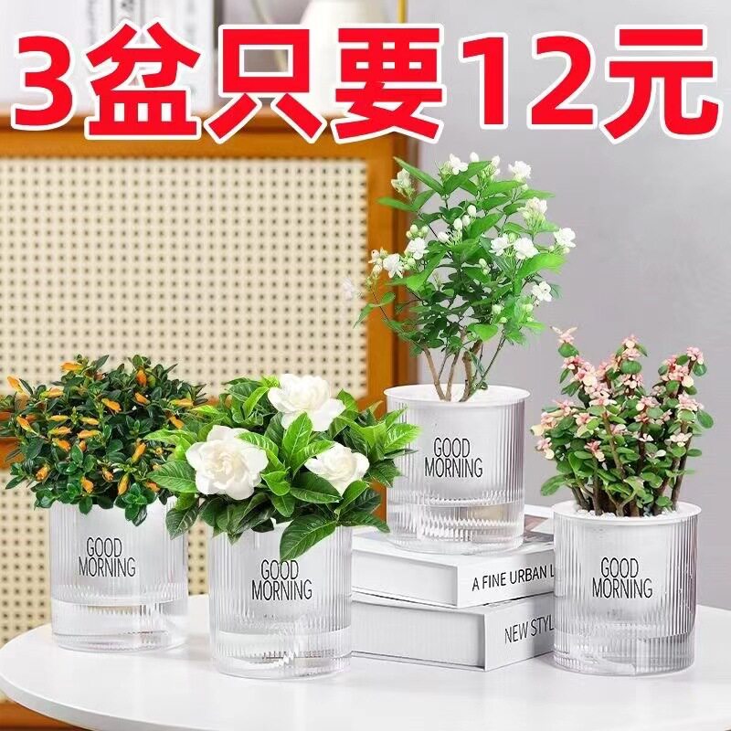 绿萝水培懒人多肉花卉盆