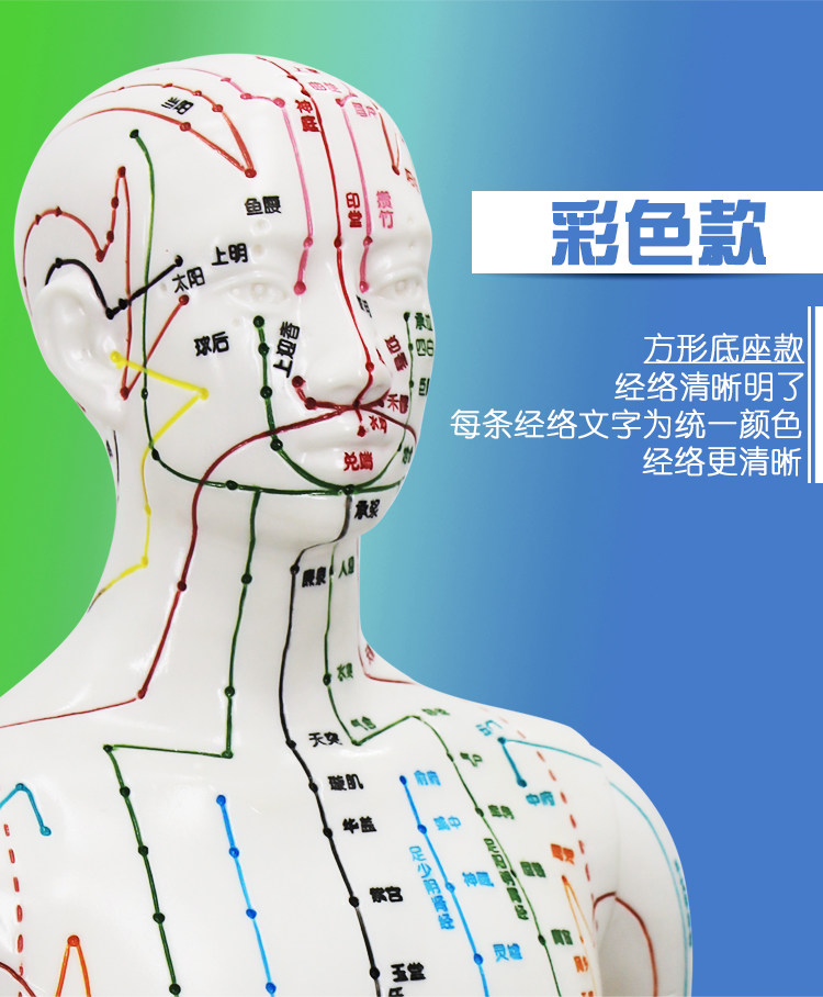 中医针灸人体经络模型教学男女全身经络大号皮人彩色标注穴位模特