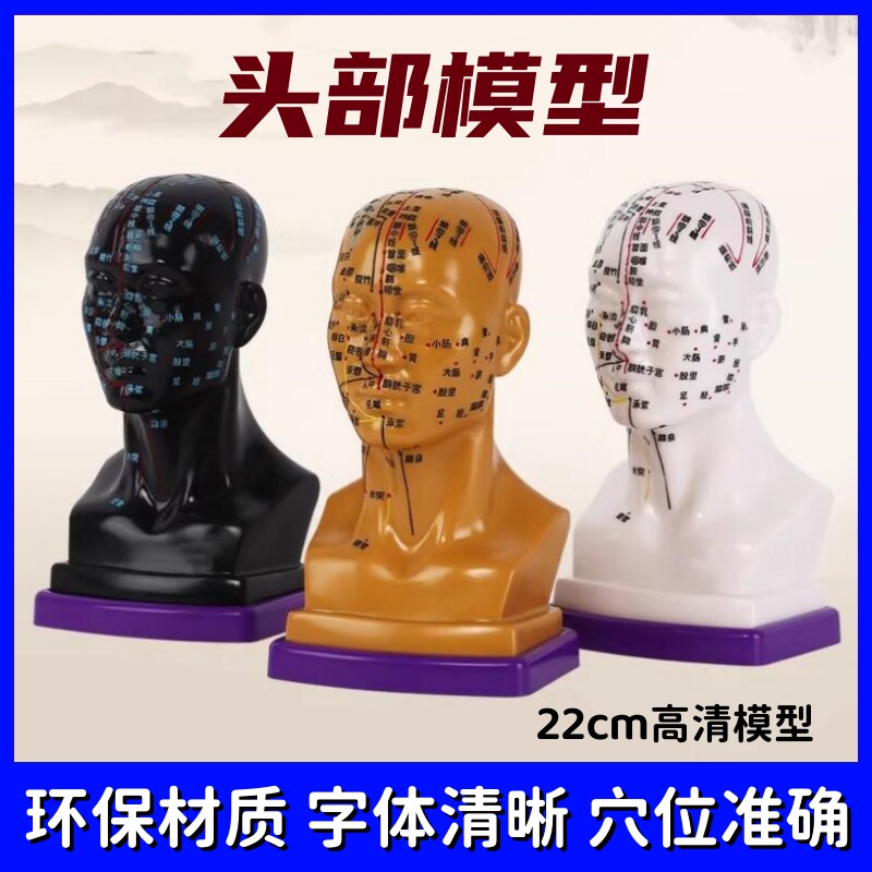 头部医学针灸练习模型中医穴位经络按摩人体模型可扎针硅胶22cm