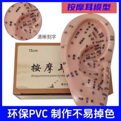 耳穴耳朵模型反射区穴贴