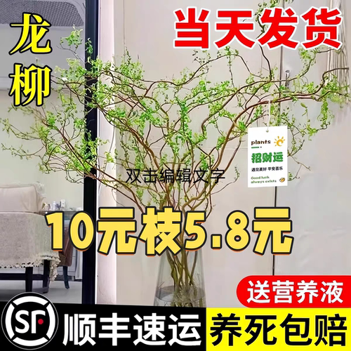 龙柳长根国风藤条客厅网红盆栽