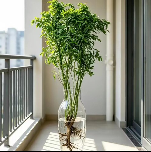 龙柳水培带根带土室内好养