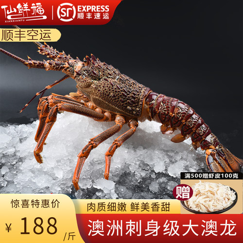 2-6斤澳洲大龙虾鲜活冷冻
