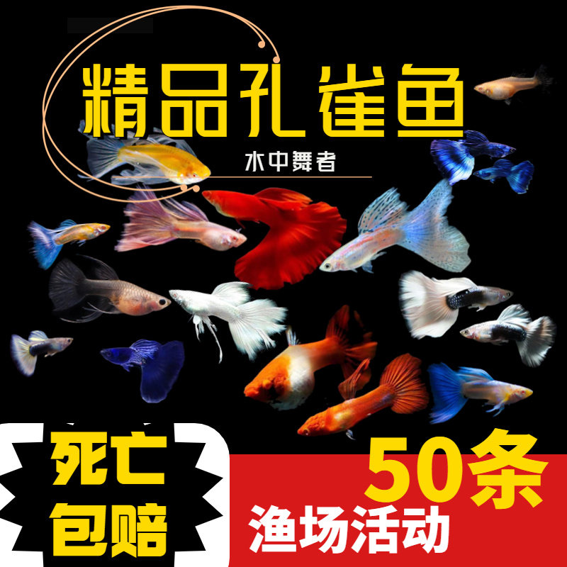孔雀鱼活体一对纯种公母怀孕宠物鱼