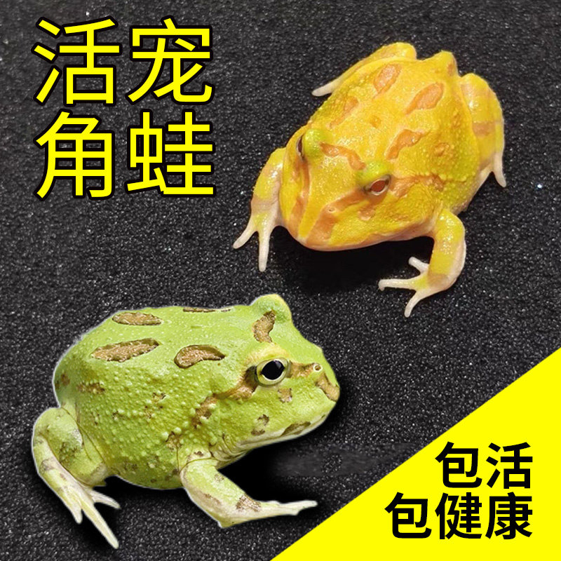 角蛙活体宠物青蛙绿角蛙蝌蚪黄金特色爬宠/鸣虫
