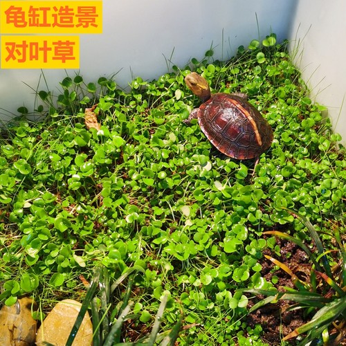 黄缘造景龟缸对叶草种子