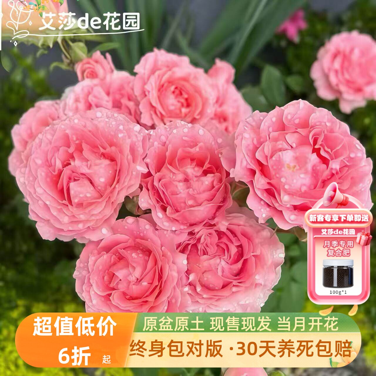 艾莎的花园珊瑚果冻月季花苗粉色特大花浓香阳台庭院花卉多季玫瑰