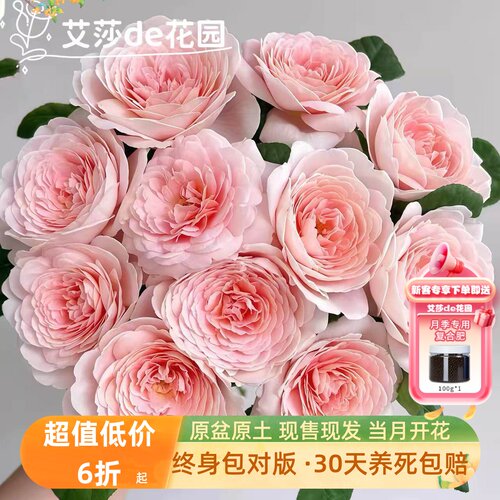 瑞典女王月季多季玫瑰花