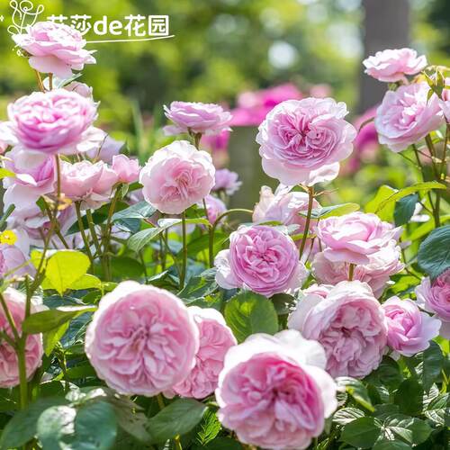 奥利维亚月季花灌木勤花