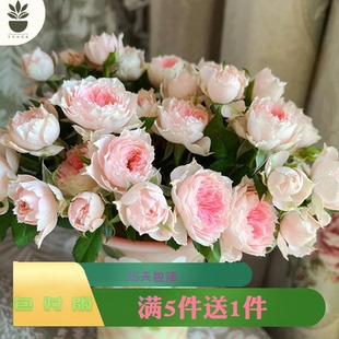 艾莎的花园门廊绒球月季花苗多季开花阳台庭院盆栽微型月季勤开