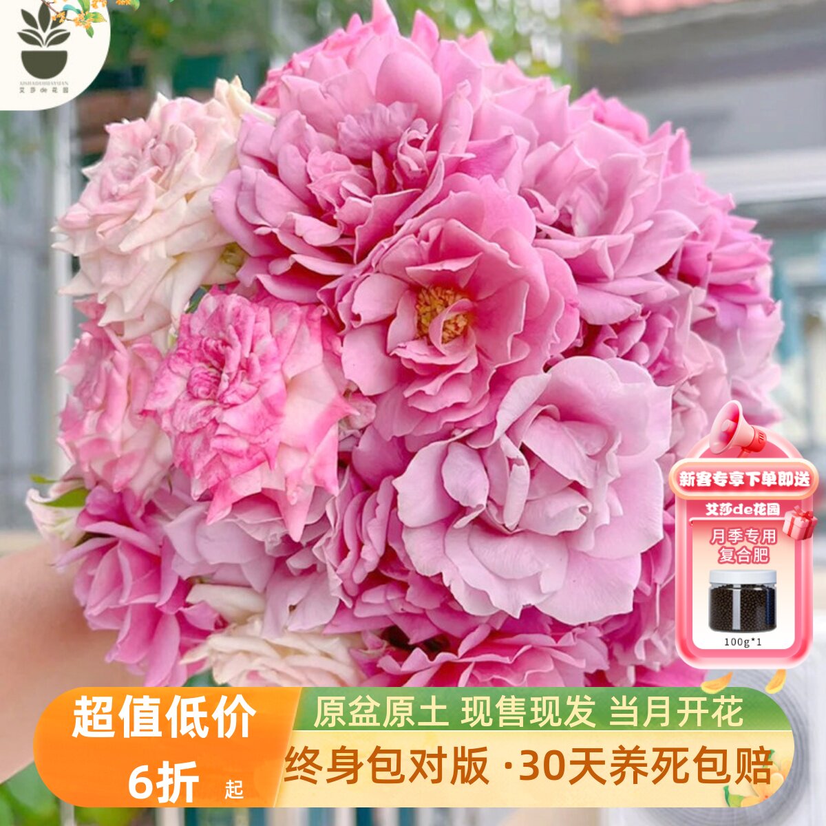 艾莎的花园葵月季花苗丰花多季开花微型灌木勤花阳台盆栽开花机器