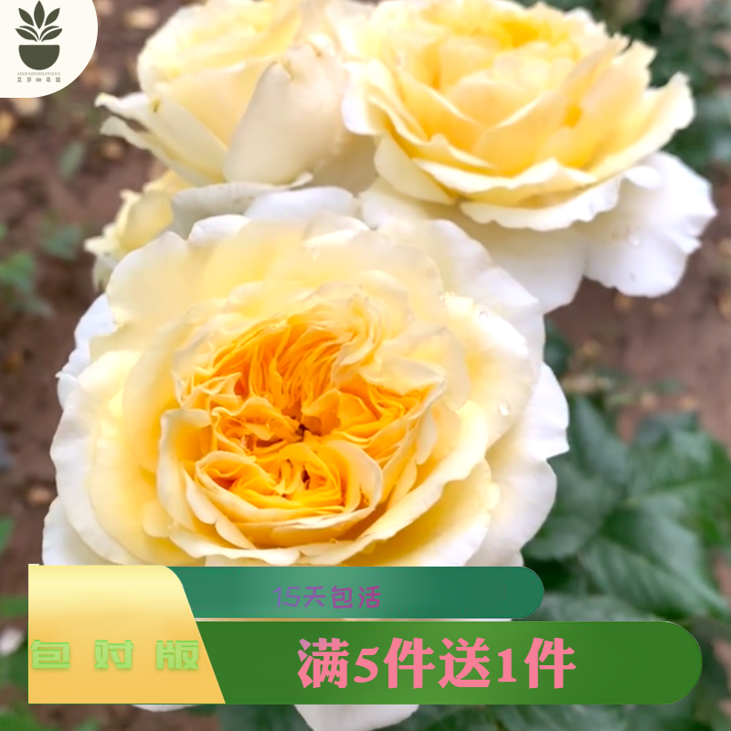 艾莎的花园碧翠丝月季花苗阳台庭院盆栽地栽多季开花切花月季欧月,鲜花速递/花卉仿真/绿植园艺,月季/蔷薇/玫瑰,淘宝优惠券,粉丝福利购,淘宝优惠卷