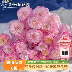 艾莎的花园康斯坦茨月季花苗大花浓香开花玫红奥斯汀玫瑰多季盆栽