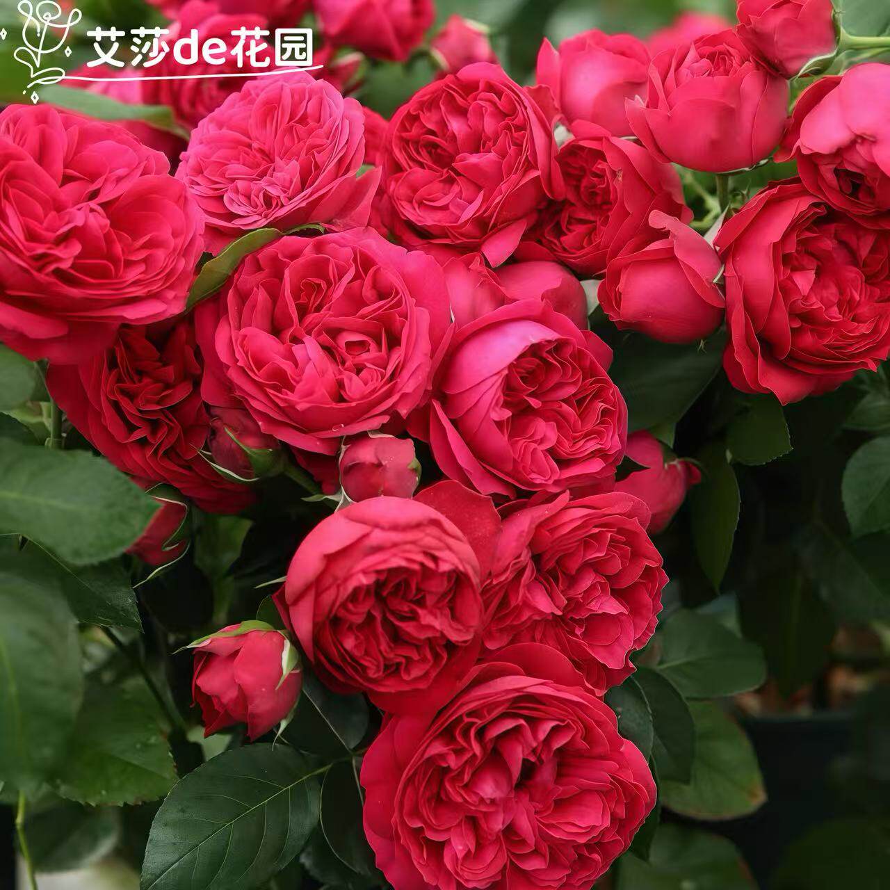 红色龙沙宝石月季花苗灌木