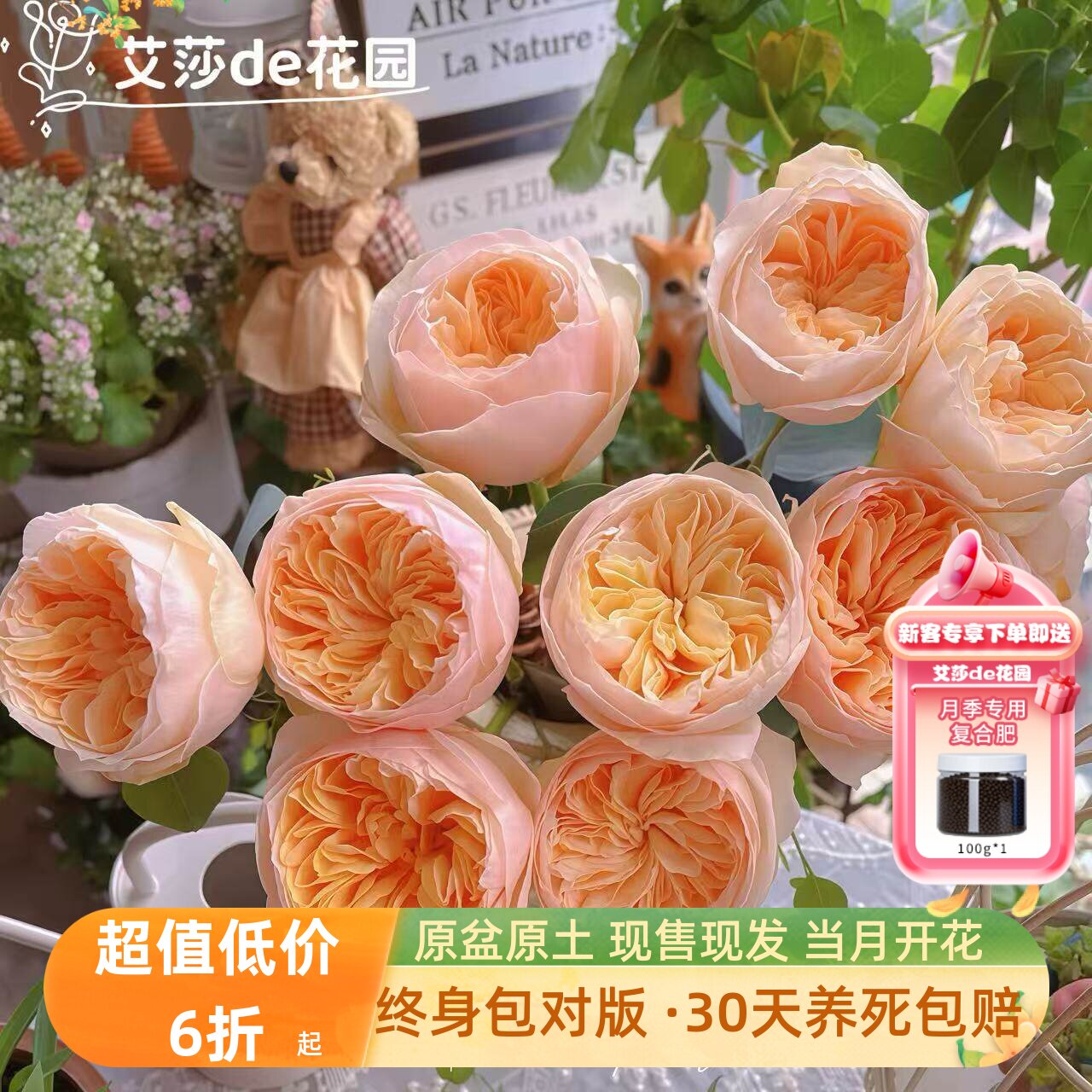 艾莎的花园朱丽叶月季花苗特大花庭院阳台欧月切花玫瑰多季开花