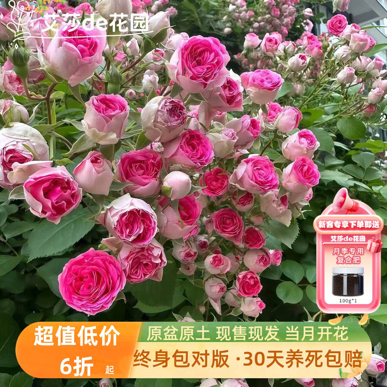 艾莎的花园胭脂扣藤本月季花苗带盆四季节开花多头浓香爆花机器