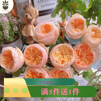 朱丽叶月季花苗特大花