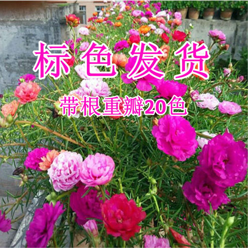 重瓣太阳花苗耐热植物盆栽庭院