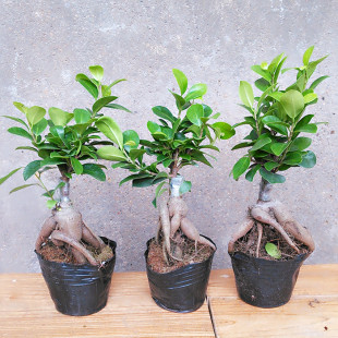 常青耐寒榕树造型树桩盆景苗室内植物人参榕小叶榕树盆栽绿植 四季